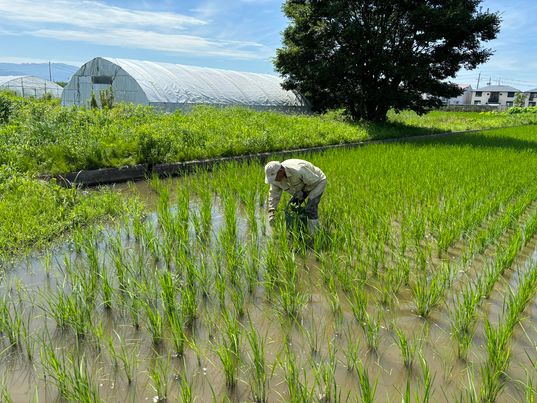 奈良県畑田さん　無農薬の田んぼにて手作業で除草！　～大阪　寝屋川　お米屋さん　ネオニコフリー～